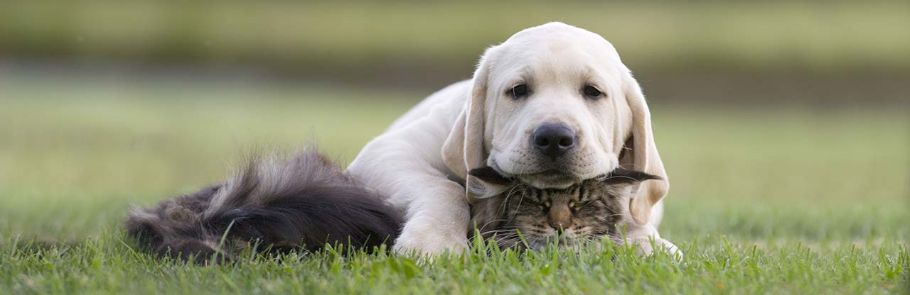 dyrevenlig bondegård